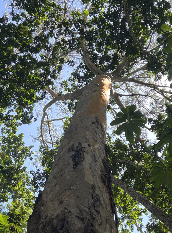 Dense green forest canopy in Jozani Forest, Zanzibar