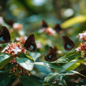 Butterflies resting on plants in a Zanzibar conservation garden