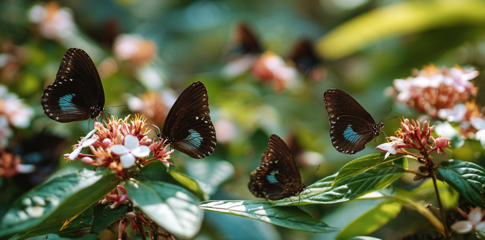 Butterflies resting on plants in a Zanzibar conservation garden