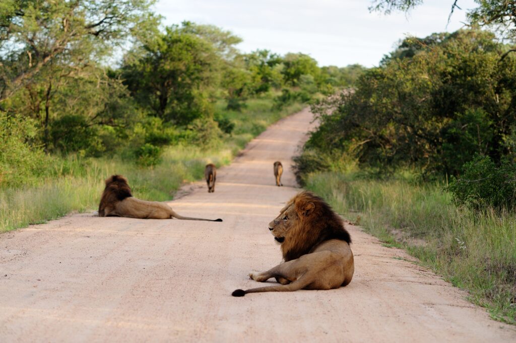 Lions resting on the road during safari in Serengeti National Park Tanzania