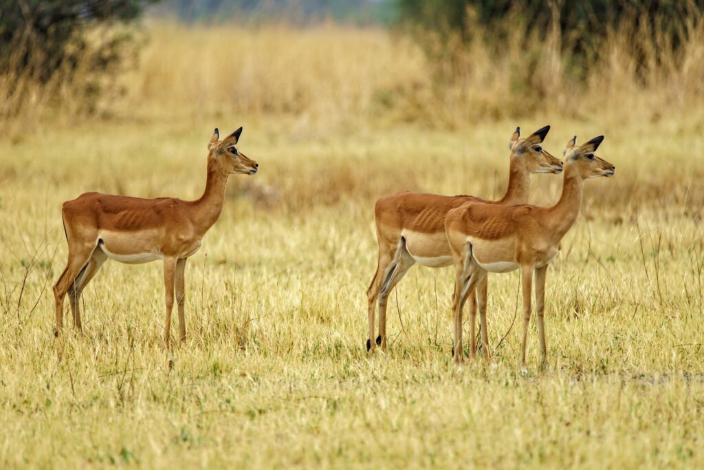 Three Gerenuk antelopes with long necks feeding on the savannah in Tanzania, one of the rare animals you can only see in Tanzania.