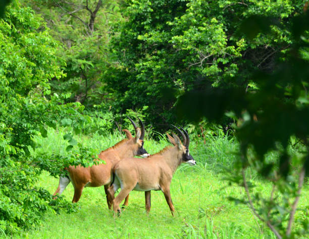 Two forest antelopes in Udzungwa Mountains forest habitat, Tanzania
