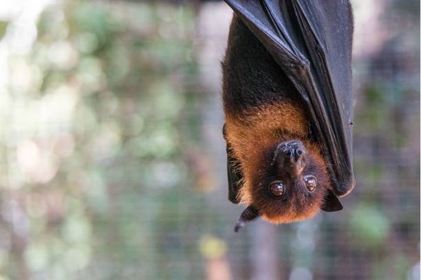 Pemba flying fox hanging from a tree branch in Tanzania