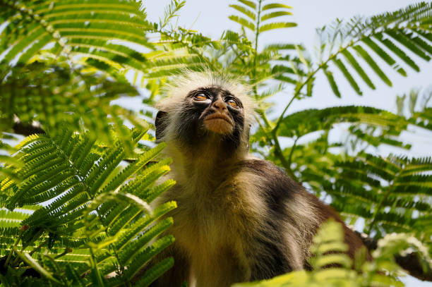 Kilombero red colobus monkey in Udzungwa Mountains National Park, Tanzania