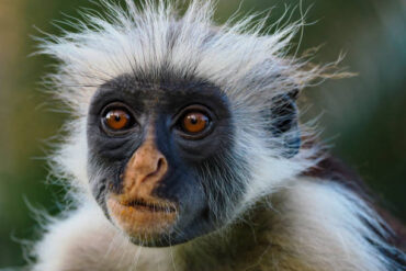 Red colobus monkey in Jozani Forest showcasing one of Tanzania’s endemic wildlife species