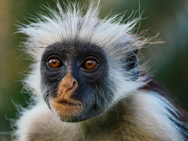 Red colobus monkey in Jozani Forest showcasing one of Tanzania’s endemic wildlife species
