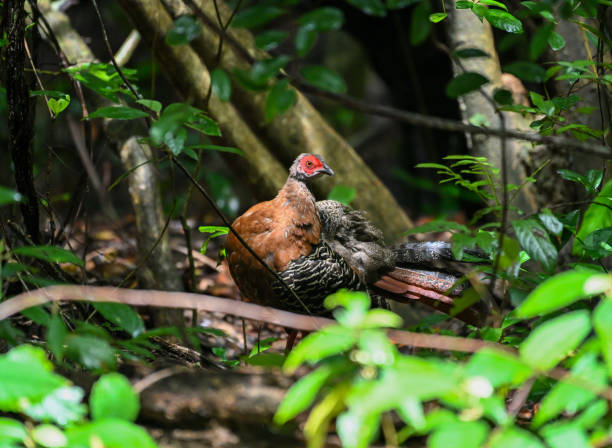 Udzungwa forest partridge in dense forest habitat of Tanzania
