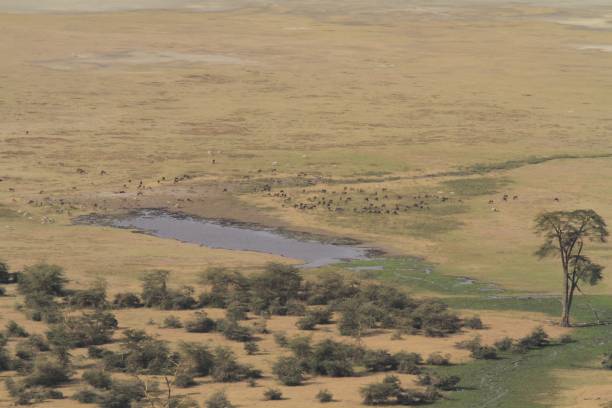 Ngorongoro Crater Wildlife landscape in Tanzania