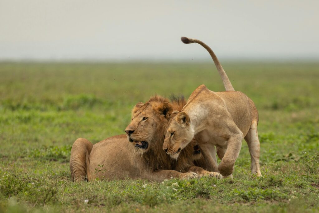 Lioness and cub sitting on Serengeti savannah during sunrise, perfect wildlife photography moment during a Hot Air Balloon Safari in Serengeti.