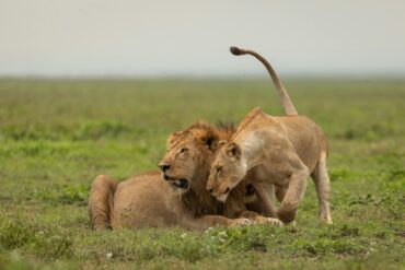 Ultimate Tanzania Safari Guide