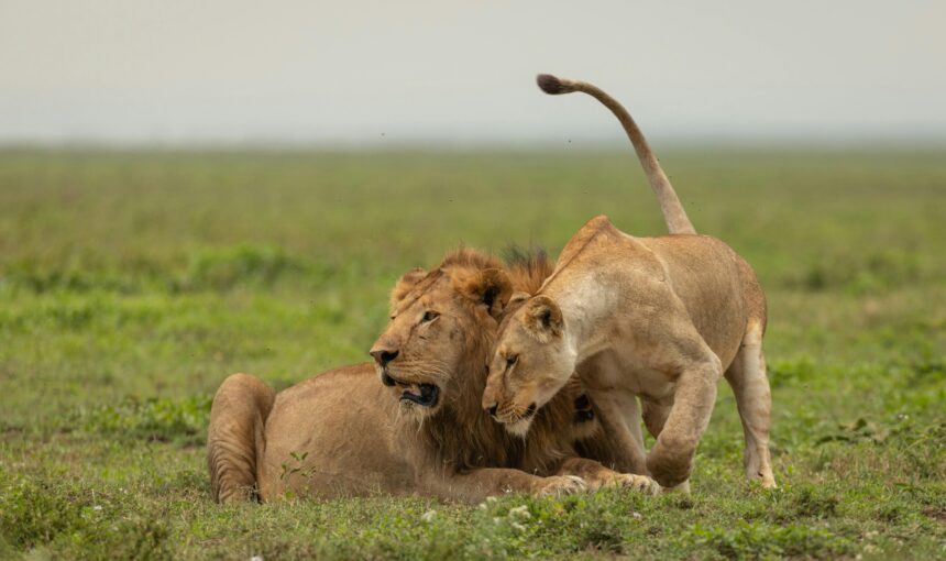 Ultimate Tanzania Safari Guide: 10 Incredible Experiences for an Unforgettable Adventure