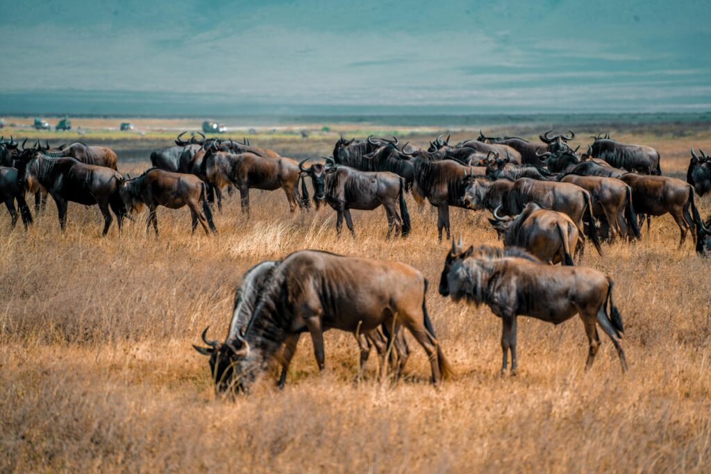 Wildebeest herd in Ngorongoro Conservation Area during Best Tanzania walking safari experience