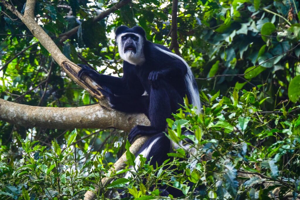Black-and-White Colobus Monkey in the treetops of a Tanzanian forest, one of the rare animals you can only see in Tanzania.