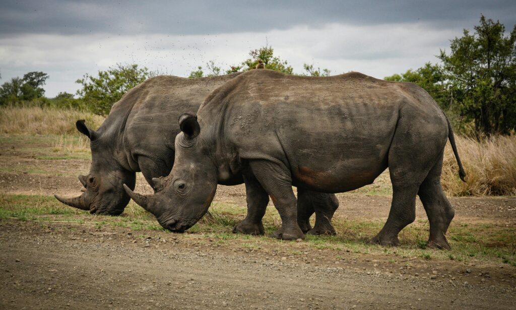 Two rhinos in Tanzania national park – choosing the right safari park when you book safari in Tanzania