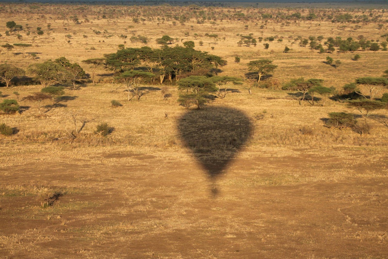 Shadow of a Hot Air Balloon Safari in Serengeti over the savannah during sunrise, showing the best seasonal time for aerial wildlife viewing.