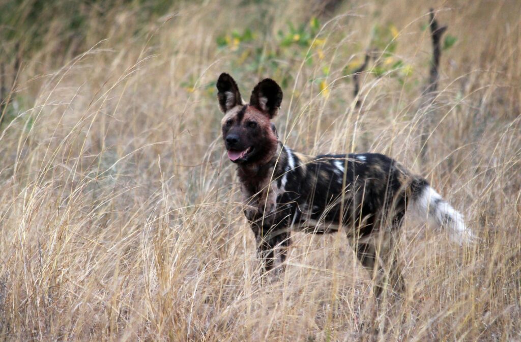 African Wild Dog walking across the savannah in Tanzania, one of the rare animals you can only see in Tanzania.