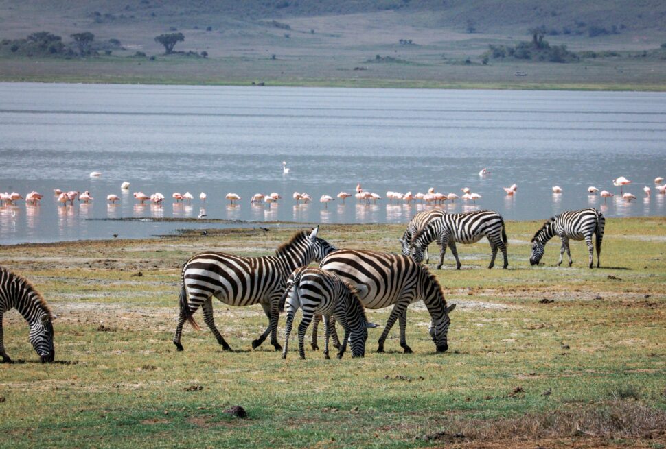 Zebras grazing near Lake Manyara with birds by the shoreline – wildlife experience included in Manyara travel costs