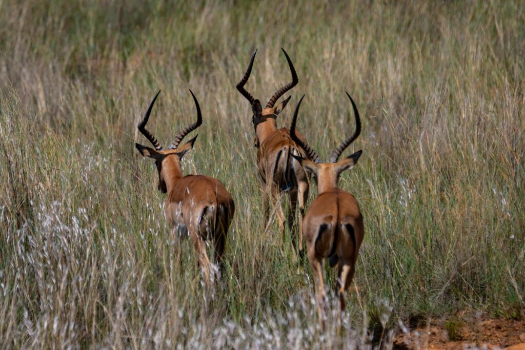 Three Thomson’s Gazelles on the Serengeti savannah in Tanzania, one of the rare animals you can only see in Tanzania.