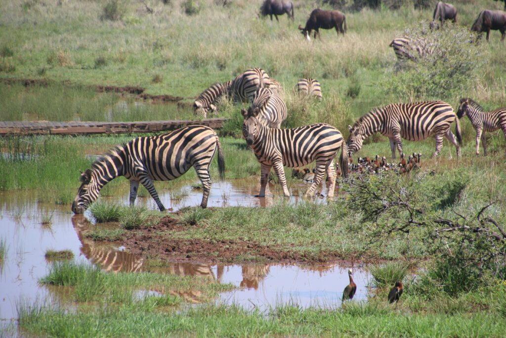 Zebras grazing together in Ruaha National Park during Best Tanzania walking safari experience