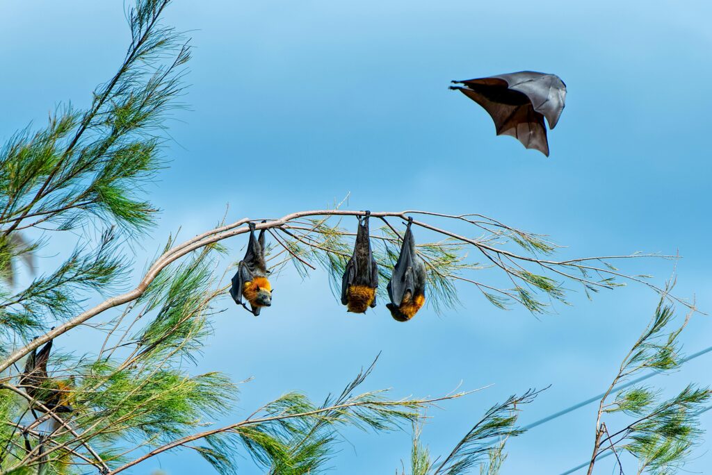 Pemba Flying Foxes flying above trees in Pemba Island, one of the rare animals you can only see in Tanzania.