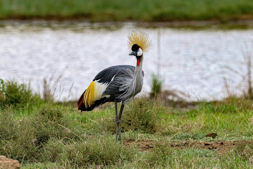 Grey Crowned Crane standing near a waterhole in Tanzania, one of the rare animals you can only see in Tanzania.