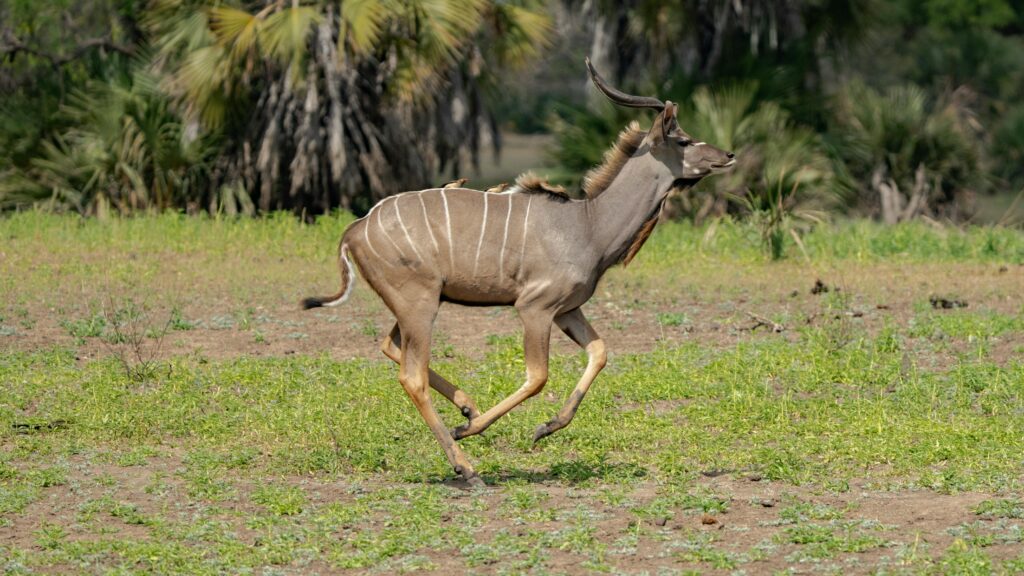 Lesser Kudu antelope running through short grass in Tanzania’s savannah, one of the rare animals you can only see in Tanzania.