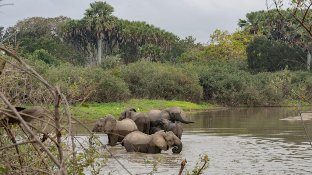 African elephant family drinking water in a Tanzanian waterhole, one of the rare animals you can only see in Tanzania.
