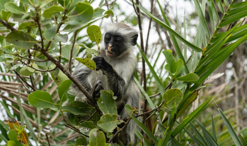 7 Rare Animals You Can Only See in Tanzania – Unforgettable Wildlife Experiences 2026