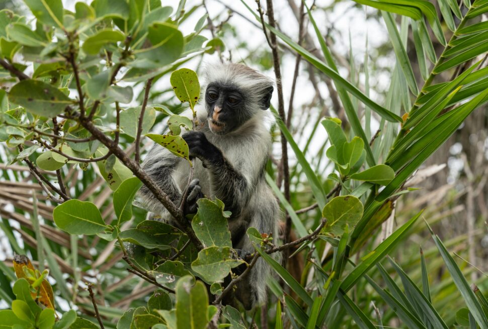 Rare Animals You Can Only See in Tanzania