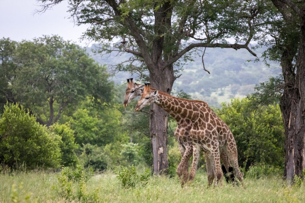 Two giraffes in Arusha National Park during Best Tanzania walking safari experience