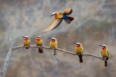 Rainbow Bee-eaters perched and in flight on the African savanna during bird watching in Tanzania