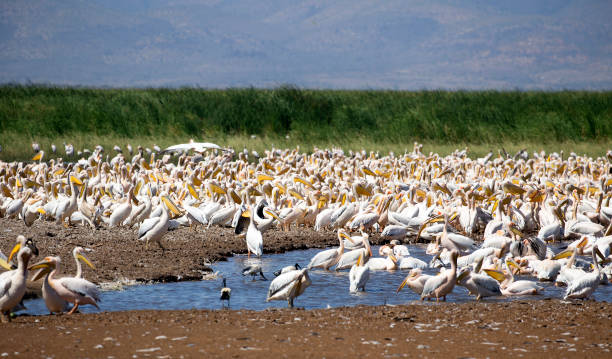 Thousands of pelicans at Lake Manyara National Park during bird watching in Tanzania