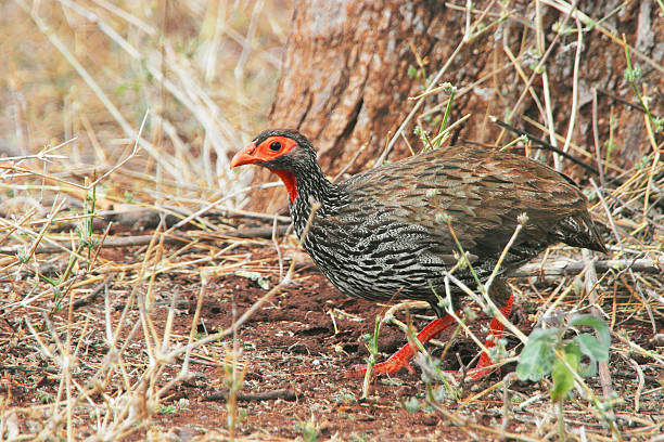 Red-necked Francolin (Pternistis afer), a rare and endemic species spotted during bird watching in Tanzania