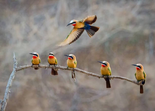 Rainbow Bee-eaters perched and in flight on the African savanna during bird watching in Tanzania