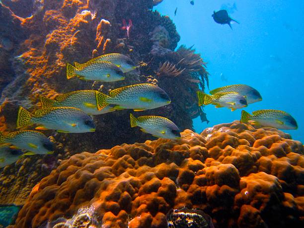 Black Spotted Sweetlips swimming in coral reefs at the best diving spots in Tanzania