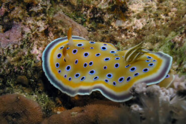Gem Sea Slug (Goniobranchus geminus) spotted at coral reefs during Best diving spots in Tanzania