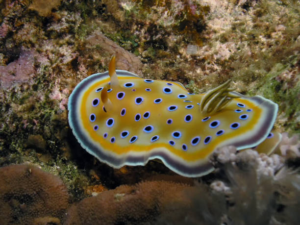 Gem Sea Slug (Goniobranchus geminus) spotted at coral reefs during Best diving spots in Tanzania
