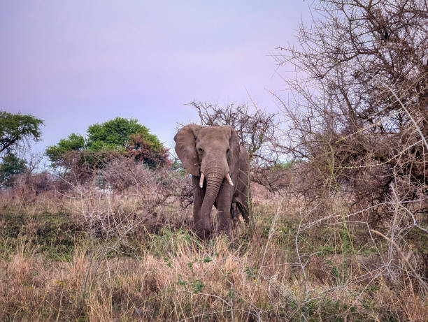 Tanzania safari tours elephant in Serengeti during sunset Big Five wildlife