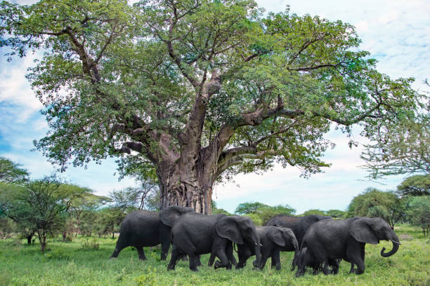 Elephant herd under baobab trees in Tarangire National Park - Best Safari Tours in Tanzania