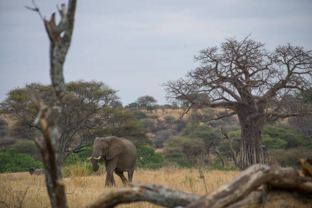 Best Elephant Viewing Spots in Tarangire National Park – elephant in Baobab Valley savannah