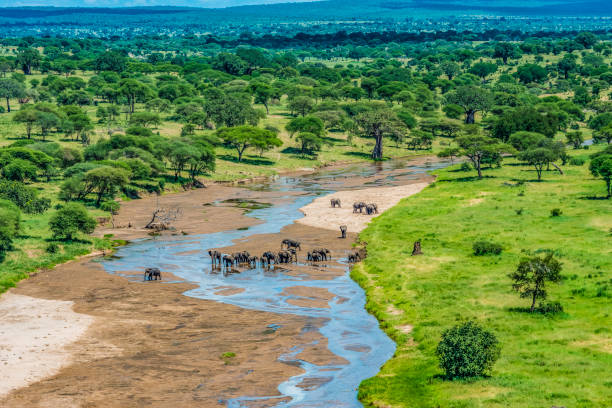Best Elephant Viewing Spots in Tarangire National Park – elephants at Tarangire River