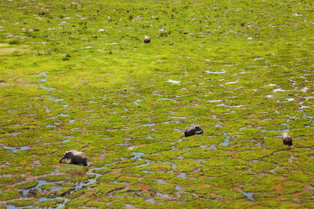 Best Elephant Viewing Spots in Tarangire National Park – elephants at Silale River