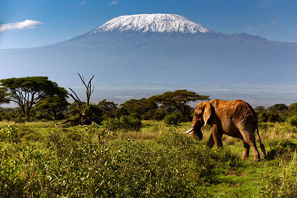 African elephant walks across green savanna with snow-capped Mount Kilimanjaro in the background, top destination in Tanzania
