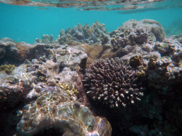 Nungwi Beach Zanzibar coral reef underwater snorkeling marine life