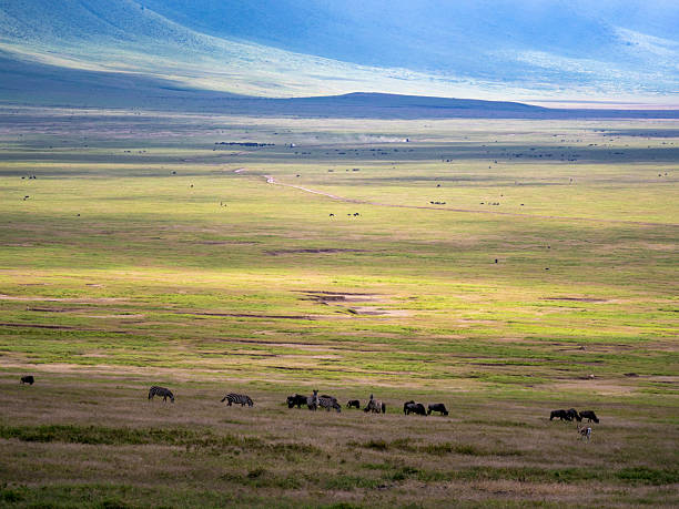 Ngorongoro Crater landscape with zebra and wildebeest herd, a top destination in Tanzania