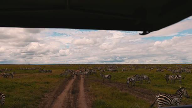 Off-road safari in Tanzania zebras grazing in Serengeti National Park