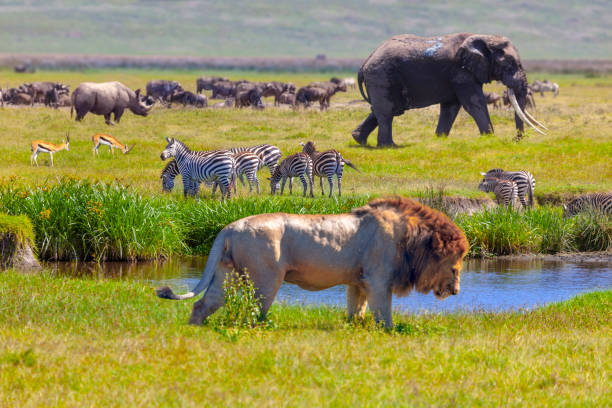Tanzania safari tours wildlife in Serengeti National Park with lion elephant zebra and rhino