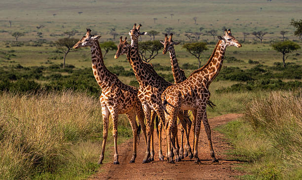 A group of giraffes on a dirt track in Serengeti National Park, Tanzania, showcasing a top destination for travelers