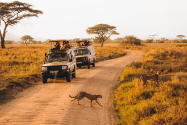 Tourists on a safari road trip by 4x4 vehicles in Tanzania savannah, witnessing cheetahs crossing, an unforgettable experience in the Best Safari Destination in Africa