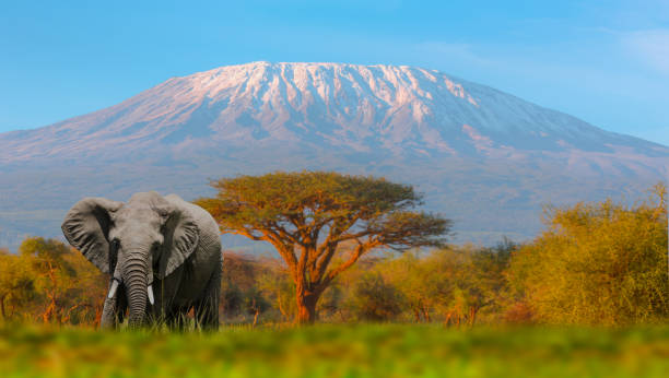 Tanzania safari tours view of Mount Kilimanjaro with acacia tree landscape